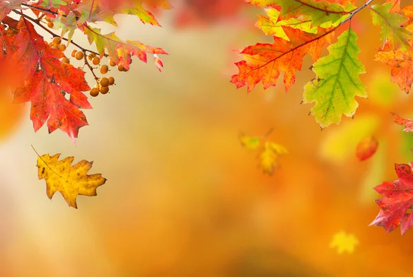 Fondo otoñal colorido con hojas — Foto de Stock