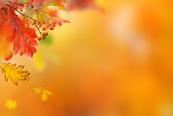 Kleurrijke herfst achtergrond met bladeren — Stockfoto