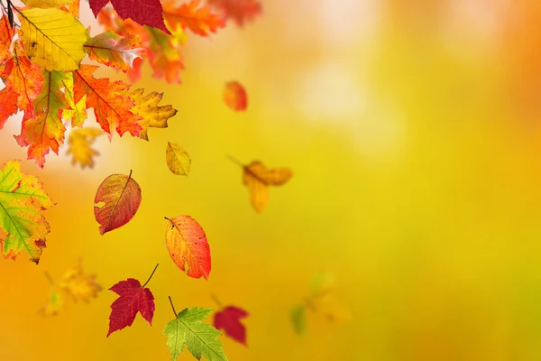 Kleurrijke herfst achtergrond met bladeren — Stockfoto