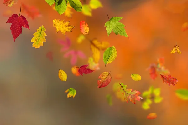 Yaprakları ile renkli arka plan — Stok fotoğraf