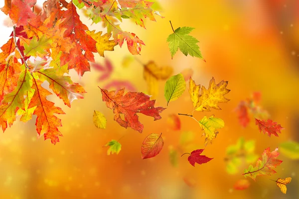 葉とカラフルな秋の背景 — ストック写真