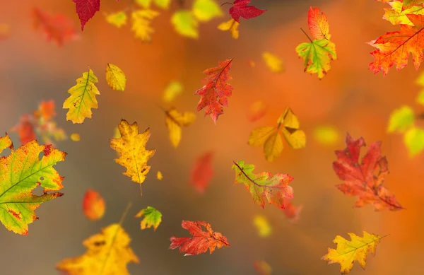 Kleurrijke herfst achtergrond met bladeren — Stockfoto