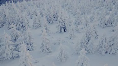 Güzel Kış Ormanı Dağ Manzarası Karlı Ağaçlar, Tepe Altı Manzarası