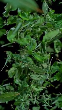 Taze Baharatlar ve Kara Arkaplanda Düşen Bitkiler. Süper Yavaş Hareket, Geniş Açı Görünümü.