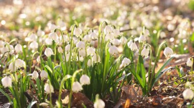 Parlayan güneş ışığında bahar çiçekleri, Leucojum vernum, buna ilkbahar kar tanesi denir.