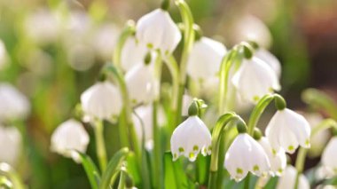 Parlayan güneş ışığında bahar çiçekleri, Leucojum vernum, buna ilkbahar kar tanesi denir.