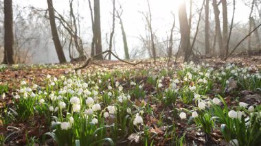 Parlayan güneş ışığında bahar çiçekleri, Leucojum vernum, buna ilkbahar kar tanesi denir.
