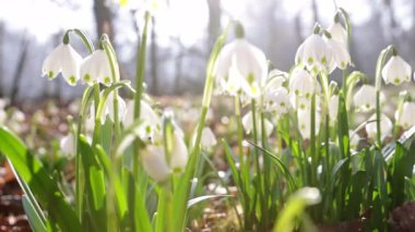 Parlayan güneş ışığında bahar çiçekleri, Leucojum vernum, buna ilkbahar kar tanesi denir.