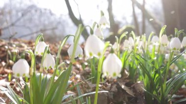 Parlayan güneş ışığında bahar çiçekleri, Leucojum vernum, buna ilkbahar kar tanesi denir.