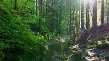 Sunny Spring Ormanı 'nda Akıntılı Güzel Gün Doğumu. Ormandaki Ormanda Güneş Işıkları Otantik Doğa Sesiyle Ormanda