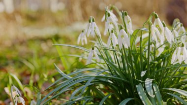 Parlayan güneş ışığında bahar kardamlaları, Galanthus nivalis, ilkbaharın başlarında seller altında kalan orman.
