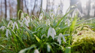 Parlayan güneş ışığında bahar kardamlaları, Galanthus nivalis, kamera kımılda.