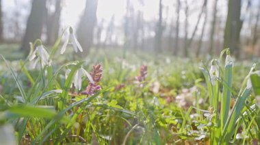 Parlayan güneş ışığında bahar kardamlaları, Galanthus nivalis, kamera kımılda.