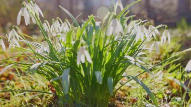 Parlayan güneş ışığında bahar kardamlaları, Galanthus nivalis, kamera kımılda.
