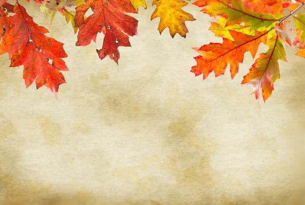 Podzimní barevné pozadí s listy — Stock fotografie
