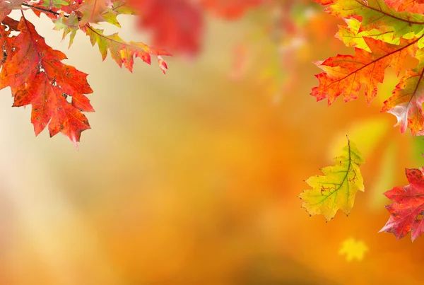 Kleurrijke herfst achtergrond met bladeren — Stockfoto