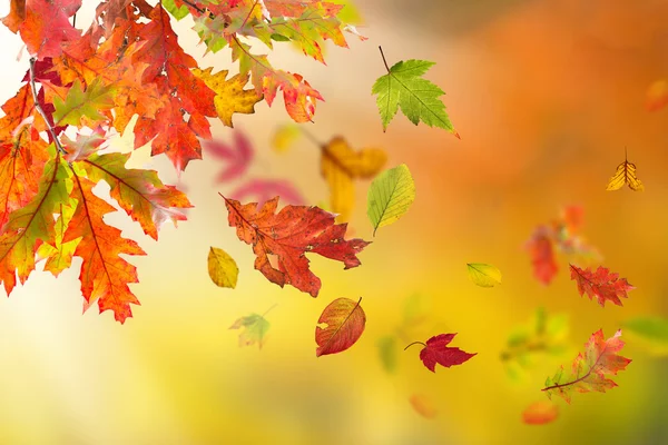 Fondo otoñal colorido con hojas —  Fotos de Stock