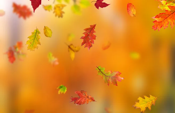 Bunte herbstliche Hintergrund mit Blättern — Stockfoto