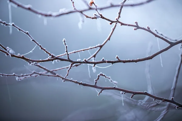 Güzel donmuş ağaç dalı — Stok fotoğraf
