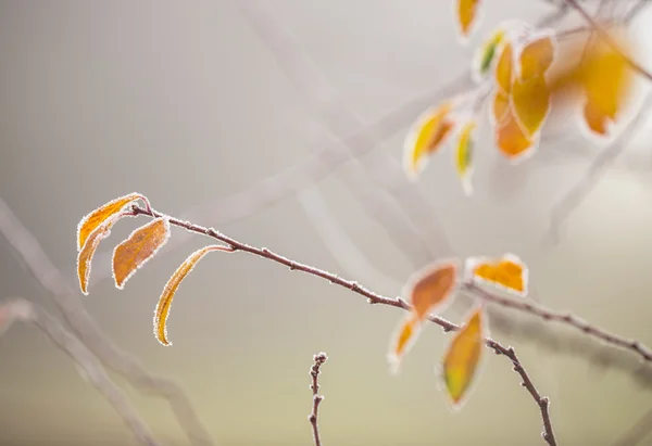 Hermosa rama de árbol congelado y hojas de color naranja brillante . —  Fotos de Stock