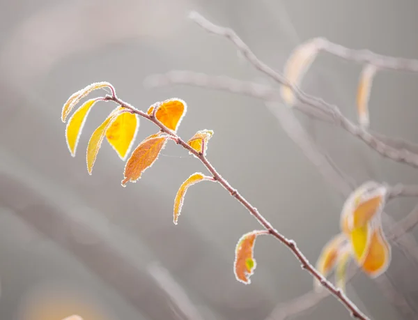 Beautiful frozen tree branch and bright orange leaves. — Stock Photo, Image