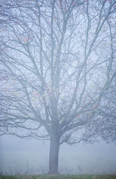 Schöner gefrorener Baum — Stockfoto