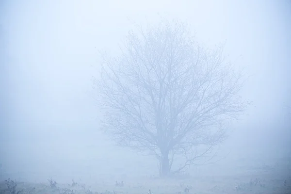 Beautiful frozen tree — 图库照片