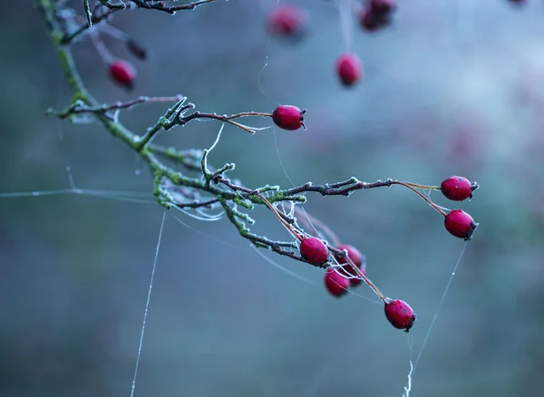 Beautiful frozen hip branch — Stock Photo, Image