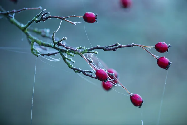 Beautiful frozen hip branch — Stock Photo, Image