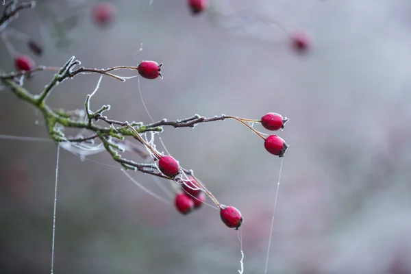 Beautiful frozen hip branch — Stock Photo, Image