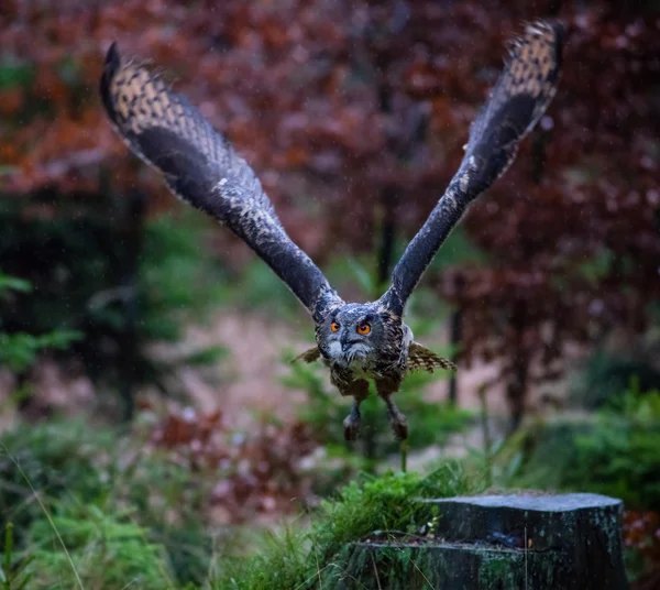 Búho águila euroasiática — Foto de Stock