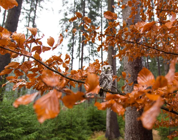 Turuncu larch sonbahar ağacında Boreal baykuş — Stok fotoğraf