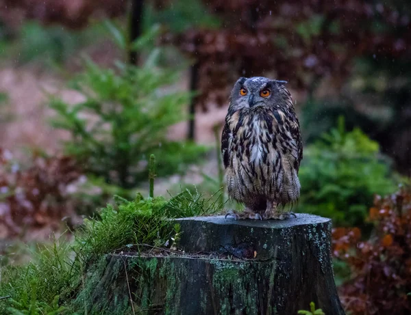 ユーラシアのワシフクロウ — ストック写真