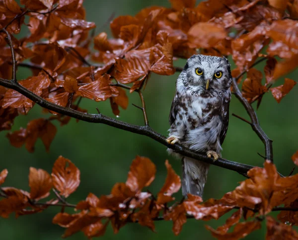 Gufo boreale nel larice arancio albero autunnale — Foto Stock