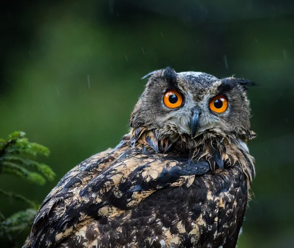 Euraziatische oehoe — Stockfoto