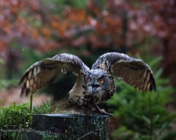 Євразійська орел Сова — стокове фото