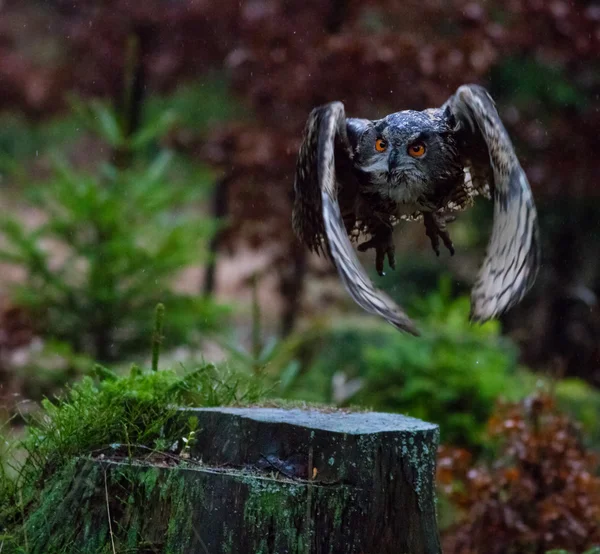 Eagle Kulíšek — Stock fotografie