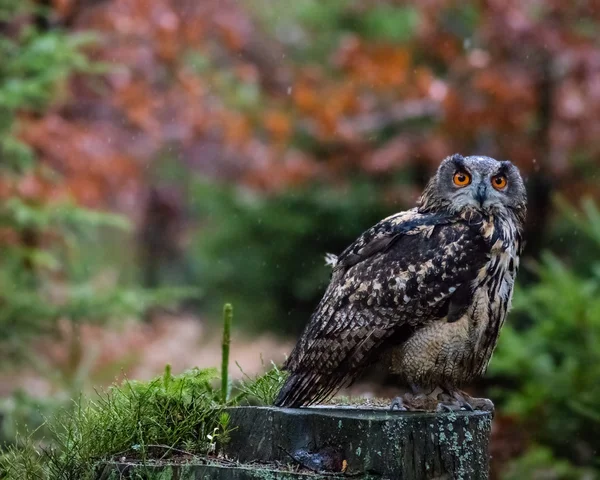 Eagle Kulíšek — Stock fotografie