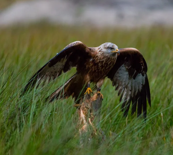 Aquila coda bianca — Foto Stock