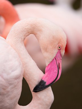 Pembe bir flamingo portresi.