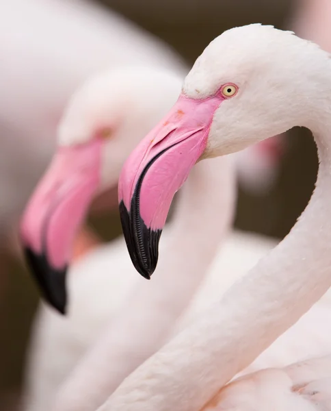 Портрет розового фламинго . — стоковое фото