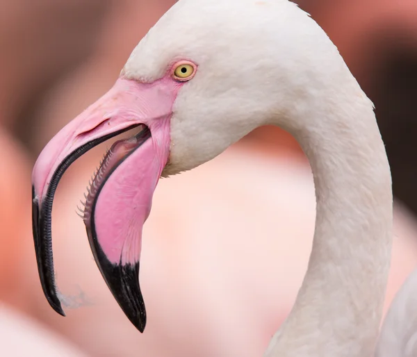 Portrait of a pink flamingo. — Stock Photo, Image