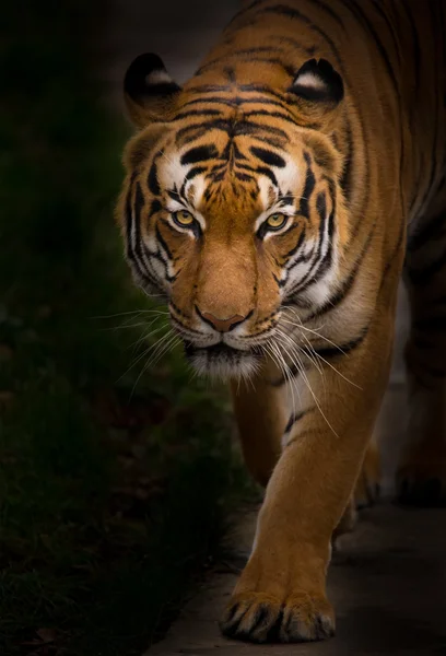 Sumatraanse tijger close-up. — Stockfoto