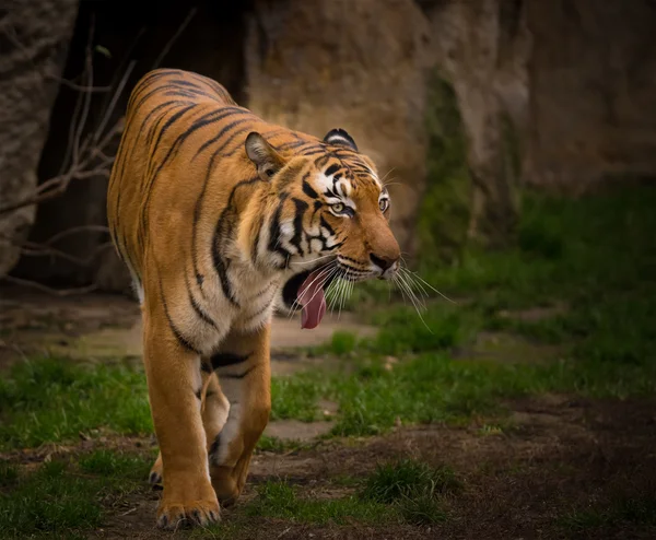 Sumatran Tiger primo piano . — Foto Stock