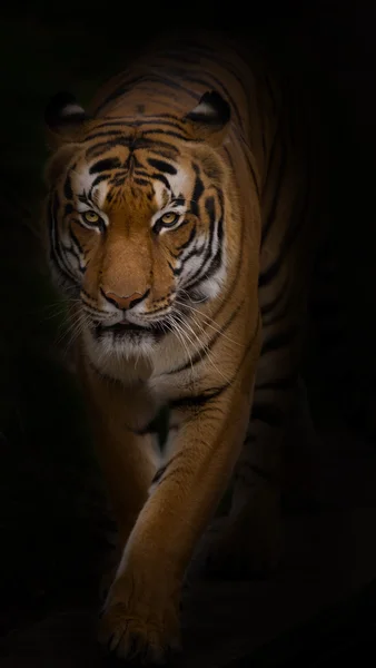 Sumatra kaplanı yakın çekim. — Stok fotoğraf