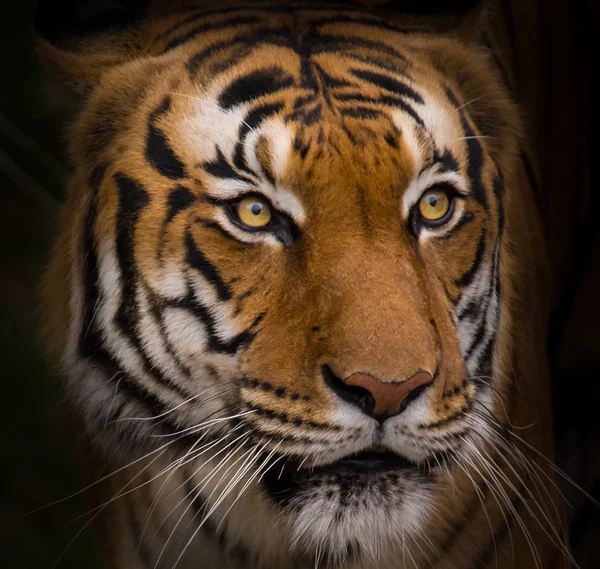 Pendekatan Harimau Sumatera . — Stok Foto