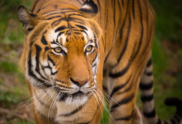 Sumatraanse tijger close-up. — Stockfoto