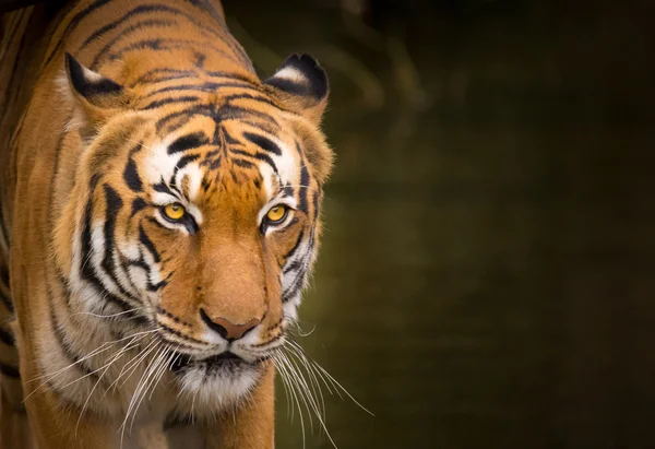 Szumátrai tigris közelről. — Stock Fotó