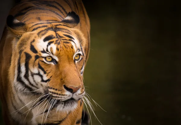 Pendekatan Harimau Sumatera . — Stok Foto