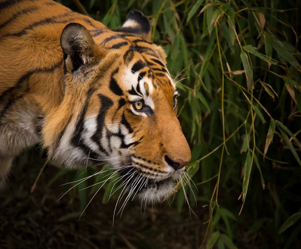 Pendekatan Harimau Sumatera . — Stok Foto